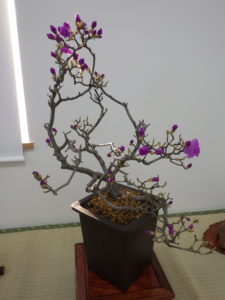 タンナゲンカイツツジの一枝が下の方へ下がっていて、まだ花は咲いている数が少ないが蕾はたくさんある。