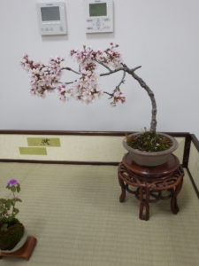 幹をしのらせたように曲がって伸びた枝先に満開のサクラ