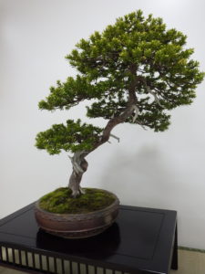 右斜め方向に伸ばしている幹には白くなっているジンがみえる。新芽が拭いて先端が黄緑色をしている