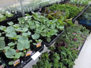 かぼちゃ苗、えだまめ苗、青じそ苗が並ぶ