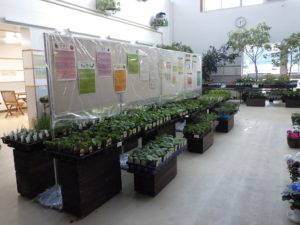 苗の後ろに野菜の育て方などの張物がしてある