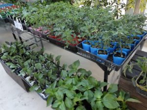 トマトや青じその根が並んでいる