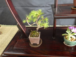 小さな鉢にグイマツが植えられた盆栽