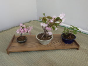 小さいけれど開花したリンゴやその仲間の花がかわいい盆栽