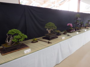 黒壁の背景に白い布とござを引いた机があり、その上に大小の盆栽が並んでいる