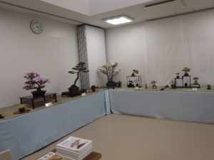 会場の室内は白壁を背景に大小の盆栽が並ぶ。サツキやリンゴの盆栽も見える