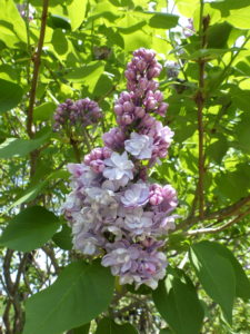 八重咲きのライラック