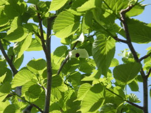 緑の葉の中に一つだけ白いハンカチの花が見える
