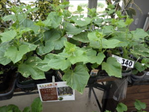 ミニキュウリの「ラリーノ」の苗。大きな葉と伸び始めた苗が並ぶ