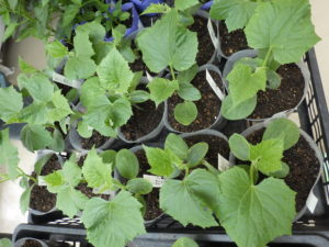 キュウリ「夏ばやし」やや小ぶりな葉のキュウリ苗が並ぶ