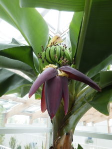 大きな葉の間から緑の小さな実、クリーム色の花の塊、赤茶色の花序の先端が見える