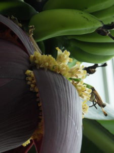 赤茶色の苞と苞の間にクリーム色の花が横並びに咲く