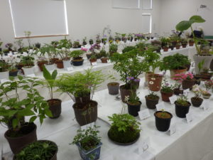 花が咲いた山野草や高山植物が並び、ほとんどが違う種類である