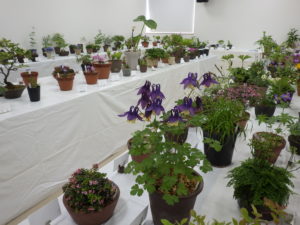 たくさんの山野草や高山植物の鉢が並んでいる
