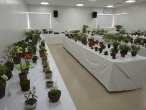 花が咲いた様々な山野草やや高山植物の鉢が並ぶ