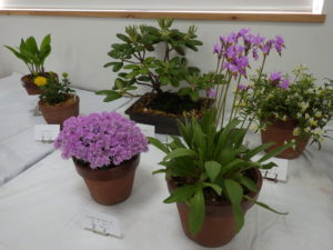 鉢の上にピンク色の花がびっしり咲いている鉢と花茎が長く伸びた先にピンクの花が咲く鉢が並んでいる