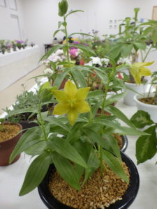 クロユリの黄花種。形はクロユリの花だが花色は暗めの黄色