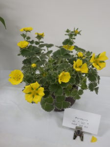 イチゴの花に似た5花弁の真っ黄色の花が咲くチシマキンバイ