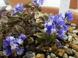 極小さな紫の花の中心に真っ白な蘂がつく