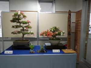 白と朱色の花が咲いたさつきの盆栽の大鉢