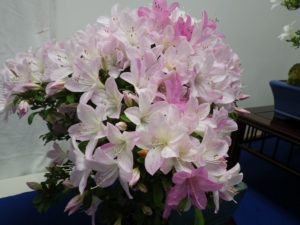 薄いピンクと濃いピンクのさつきの花