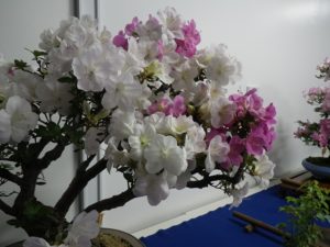 白とピンクのさつきの花