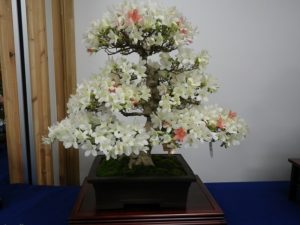 木にしっしり花が咲いた白と朱色のさつきの盆栽の大鉢