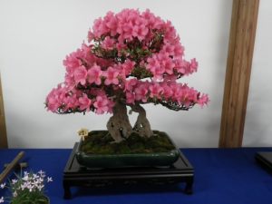 木にしっしり花が咲いたピンクのさつきの盆栽の大鉢