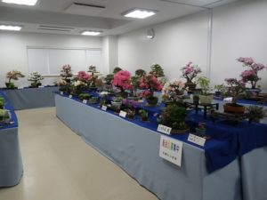 たくさん並べられた花の咲いたさつきの盆栽