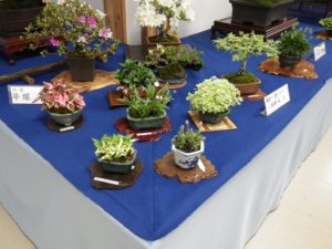 モミジや斑入りのドクダミなどの山野草が飾られている