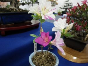 白とピンクのさつきの花