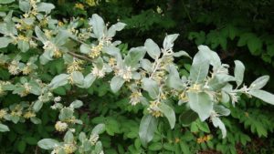 白い葉に黄色い小さな花をたくさん咲かせる