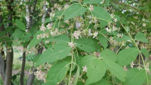 薄いピンク色の星型の花が垂れ下がる