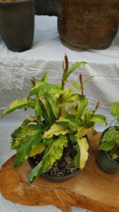 黄緑の葉に白い模様が付く