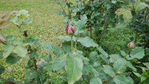 赤く色付くバラの蕾