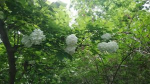 6/4園内開花情報