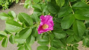 濃いピンクの花を付ける