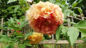 オレンジがかった黄色の花弁が何重にも重なる