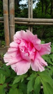 薄いピンクの花びらが開く