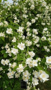 梅の花のような白い花が沢山付いた