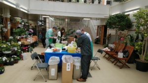 コチョウランの植替えをしている