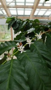 白い星型の花が咲く