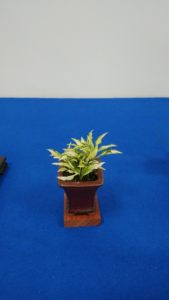 小さな鉢に全体に広がった小さなギボウシ