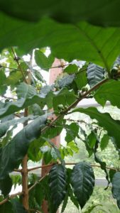 緑色のコーヒーの実がなる