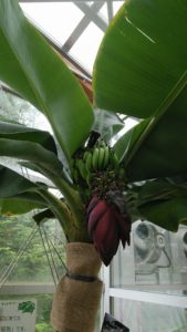 緑色のバナナの実がなる