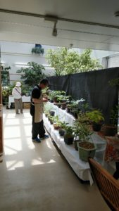 棚に並ぶ斑入り植物