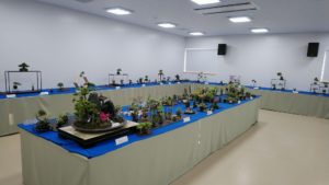 明日から春のミニ盆栽と山野草展が始まります！