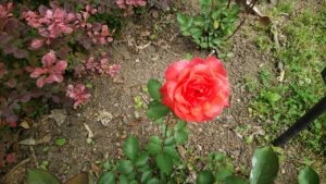 たくさんのオレンジ色の花びらが重なる