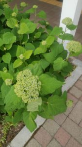 緑の蕾が付いた