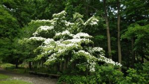 樹全体が白く染まる